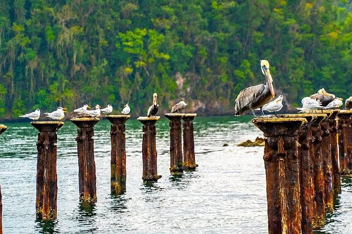 Pelikane und andere Seevögel ruhen auf verwitterten Holzpfeilern, die aus dem Wasser ragen.
