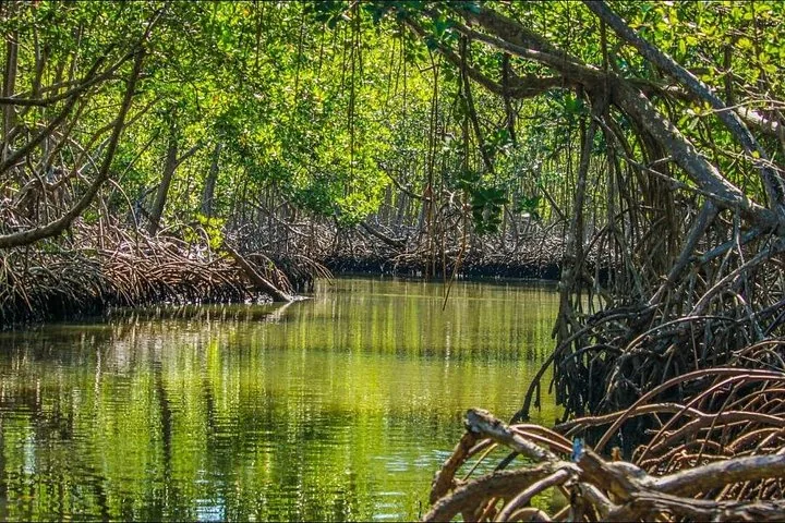 Ein schmaler Wasserweg schlängelt sich durch einen dichten Mangrovenwald mit komplexen Wurzelsystemen.
